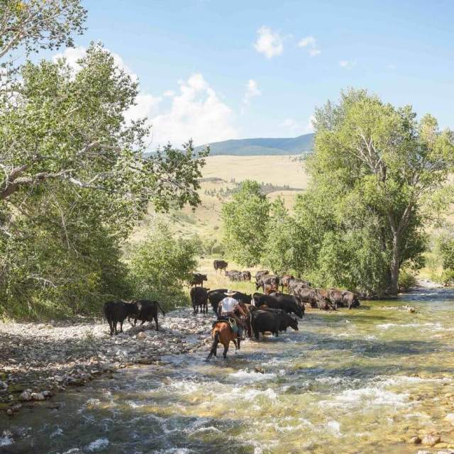 Double Rafter Ranch Cattle Drives