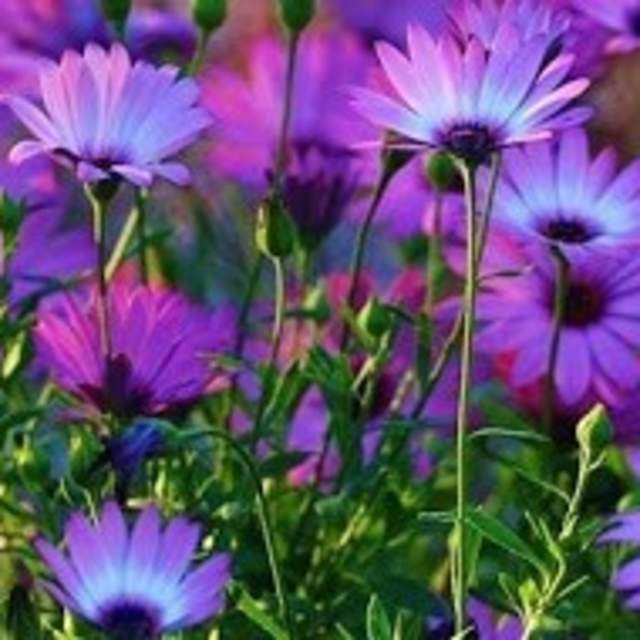 Forget Me Not Floral & Gift