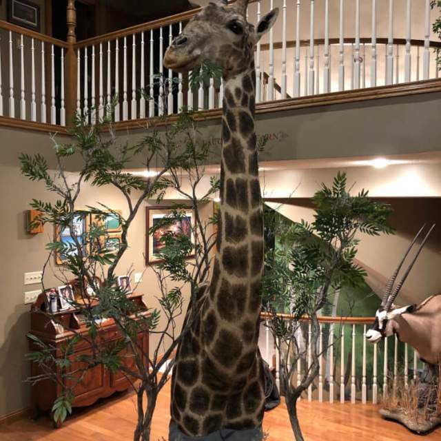 Hawk Creek Taxidermy