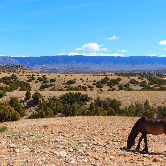 Pryor Mountains Wild Horse Range