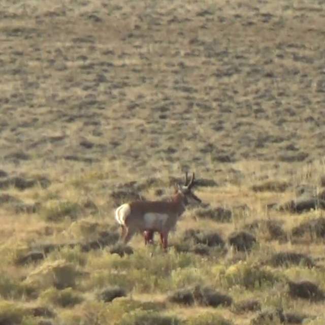 Massive Buck Outfitters