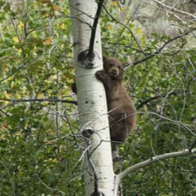 Mountain Mike's Tours