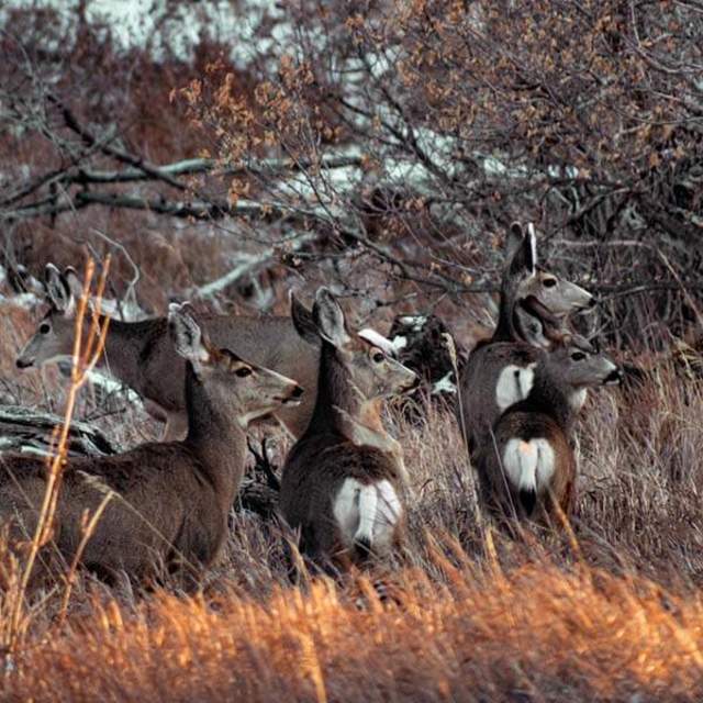 Rawhide Wildlife Habitat