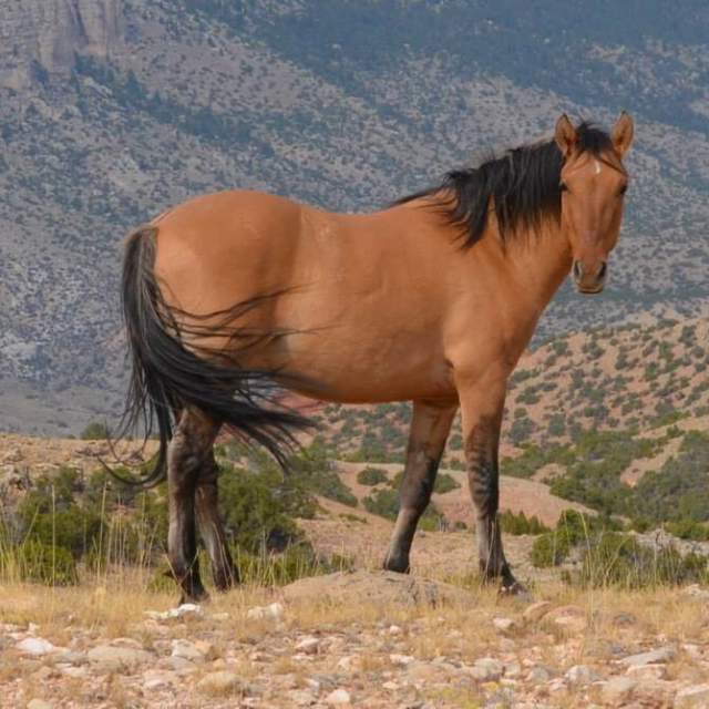 Lovell Mustang Days