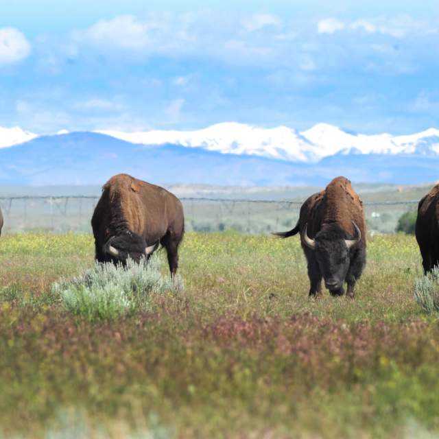 Eastern Shoshone Buffalo Enclosure