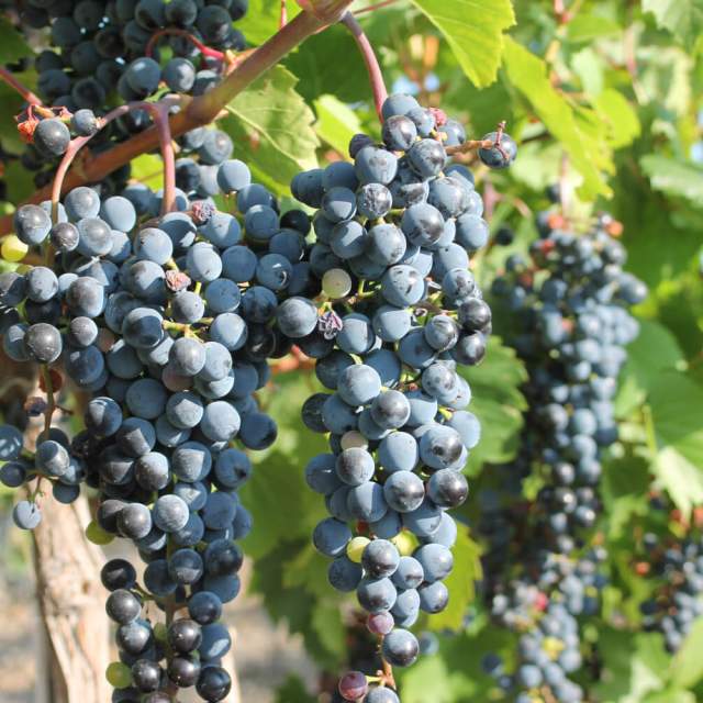 Mustang Mountain Vineyard