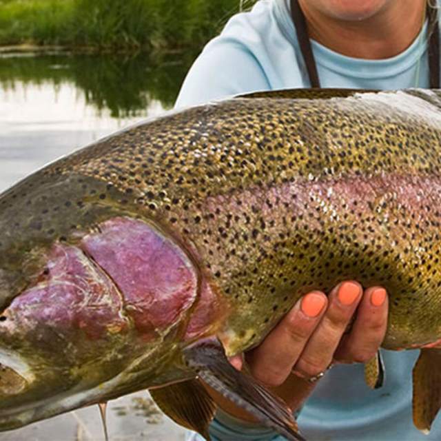 Wyoming Trout Guides