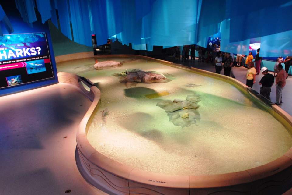 Shark Touch Tank at the Indianapolis Zoo