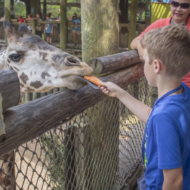 Brevard Zoo giraffe feeding