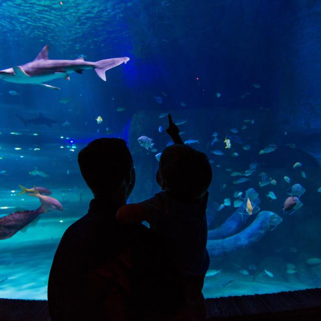 SEA LIFE Orlando Aquarium silhoutte