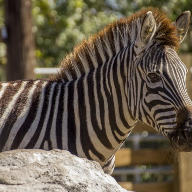 Wild Florida zebra closeup
