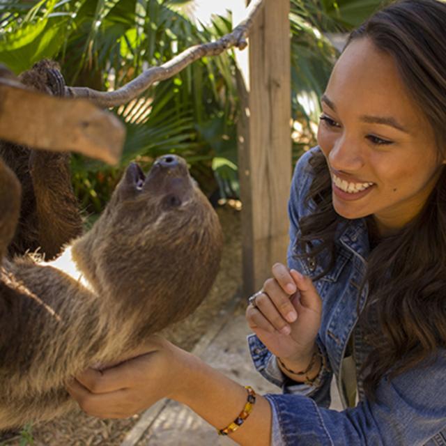 A smiling woman pets a sloth as it hangs from a wooden rail at Wild Florida