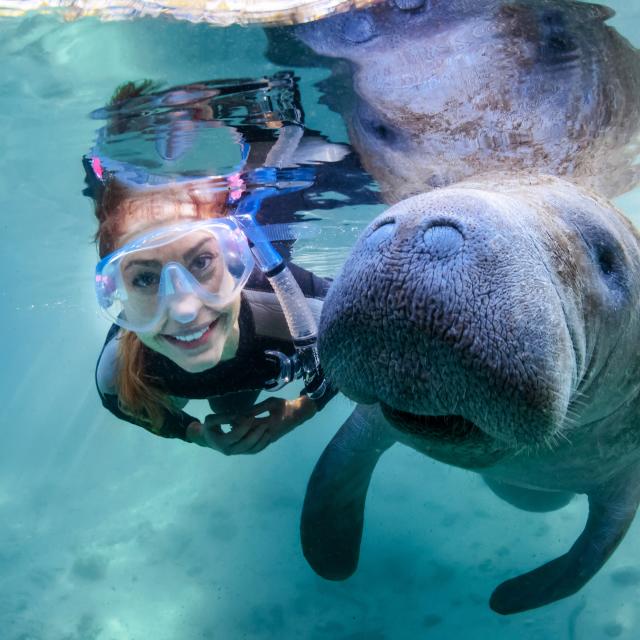 A visitor swims with a manatee in clear blue waters