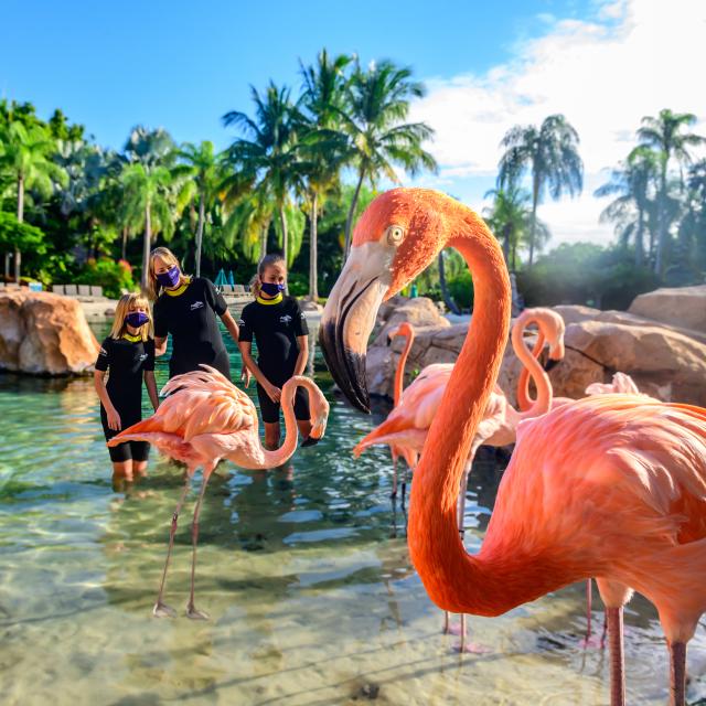 Family enjoying the Discovery Cove Flamingo Mingle