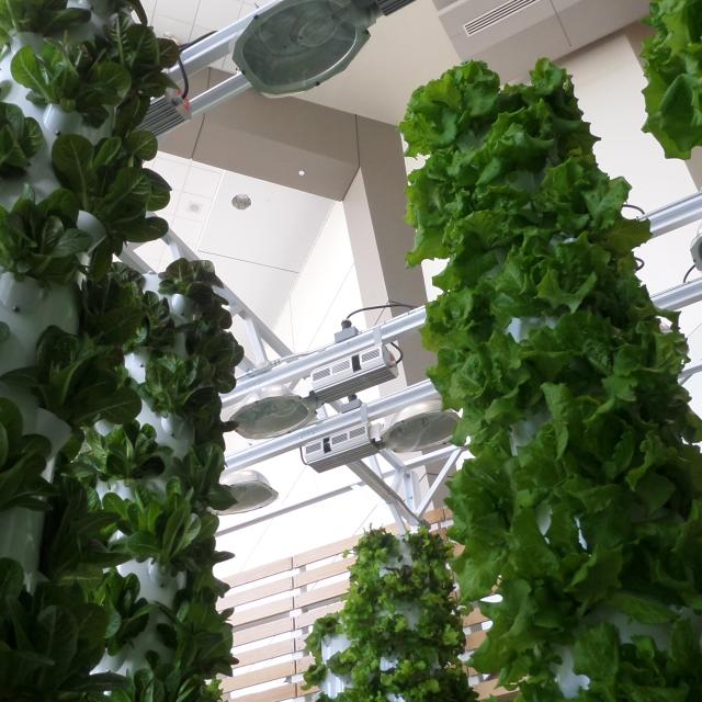 Hydroponics at the Orange County Convention Center