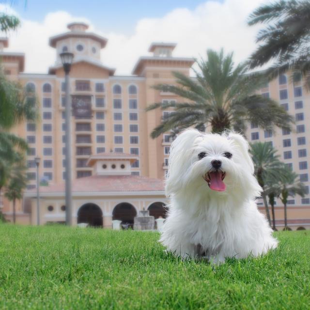 A little white dog on a manicured lawn in front of the pet friendly Rosen Shingle Creek, in Orlando, Florida.