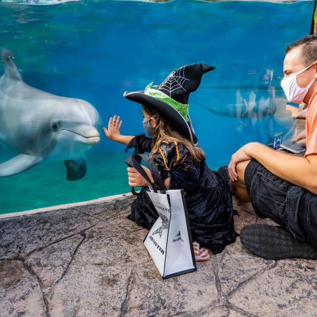 2020 SeaWorld Halloween Spooktacular