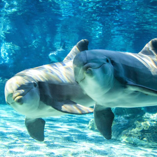Two dolphins swimming together at SeaWorld Orlando.