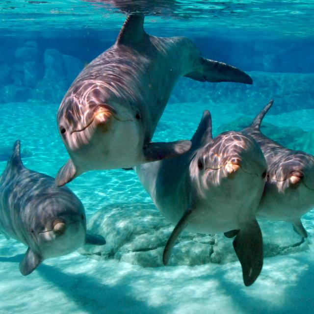 7023-landing-page-image-dolphins.jpg