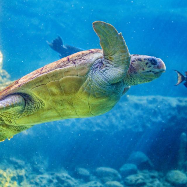 Close up of a turtle at Turtle Trek in SeaWorld® Orlando