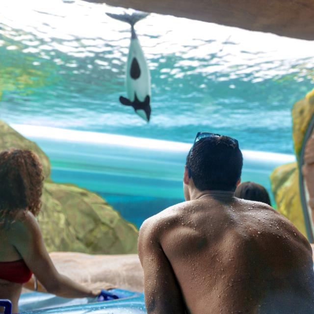 People viewing a whale at Loggerhead Lane in Aquatica Orlando