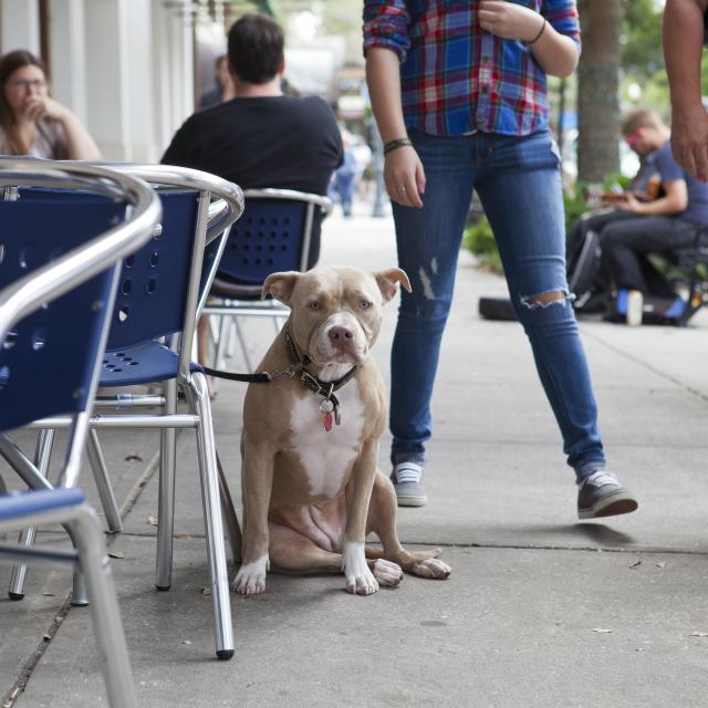 a dog sitting at a restaurant on Park Avenue in Winter Park