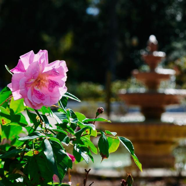 Flower at Harry P. Leu Gardens