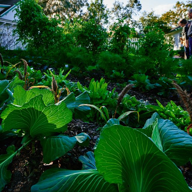 Harry P. Leu Gardens