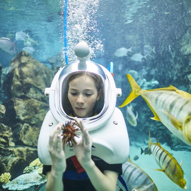 A girl underwater touching a sea urchin at SeaVenture: Underwater Walking Tour in Discovery Cove