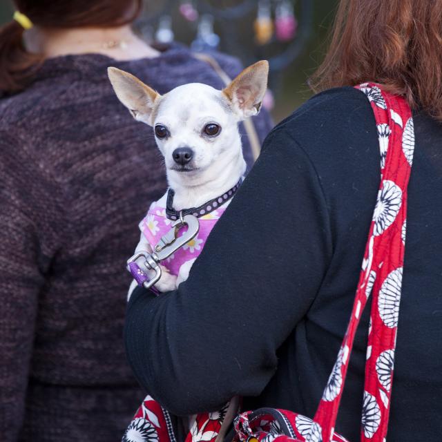 a woman carrying her dog while walking along Lake Eola