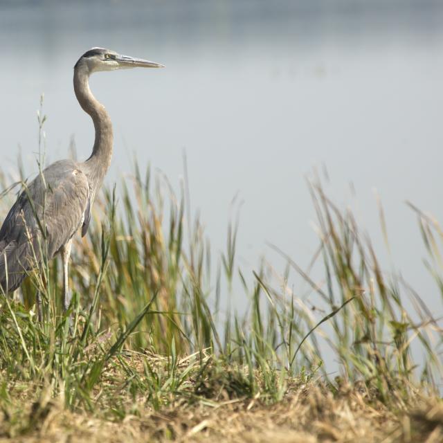 Great blue heron, Ardea herodias, standing in marsh grasses in Magnolia Park on the shore of Lake Apopka in Florida.