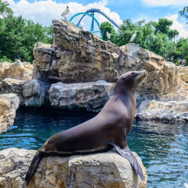 2023 Q1 Win a Trip Sweepstakes SeaWorld® Orlando headers for VisitOrlando.com