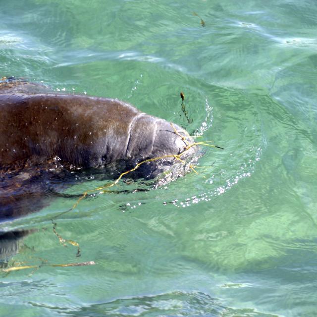 A manatee floats with its snout above crystal clear Florida spring water