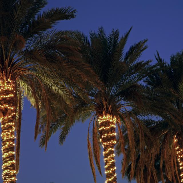 Palm Trees decorated with Christmas Lights.