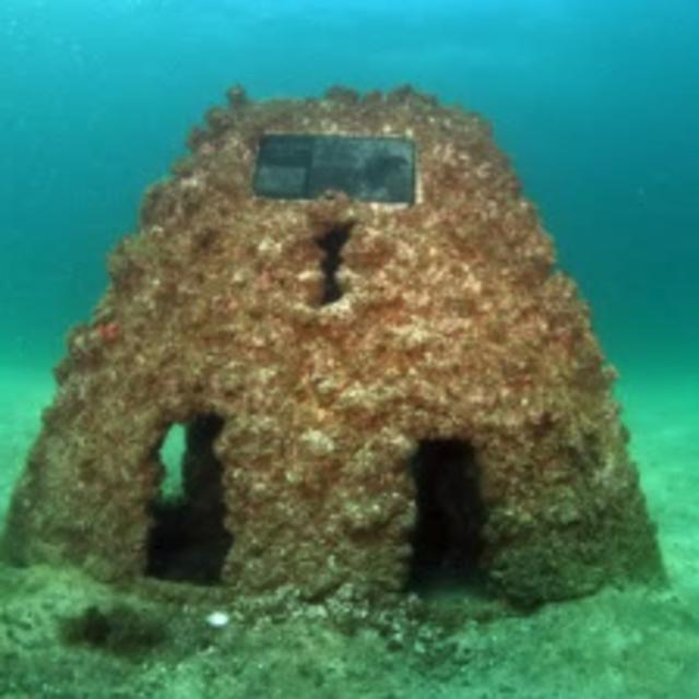 Reef underwater