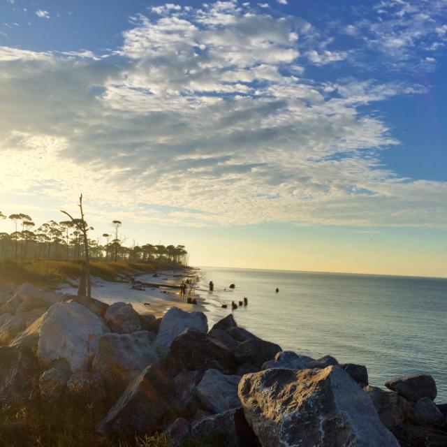 stumps and rocks