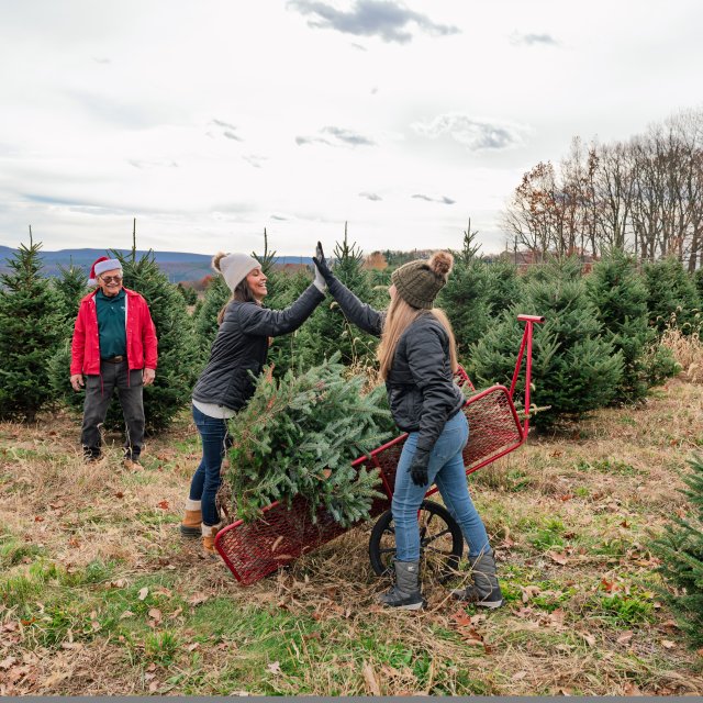 Two girls cutting down a Christmas tree