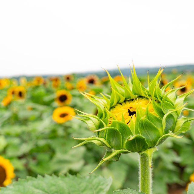 A field of colorful sunflowers in bloom