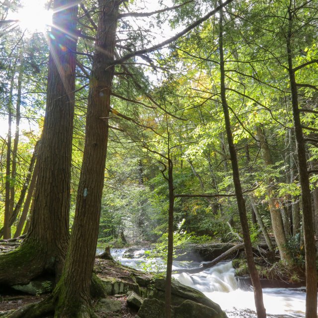 Green trees and a stream running through the woods with the sun shining through the branches.