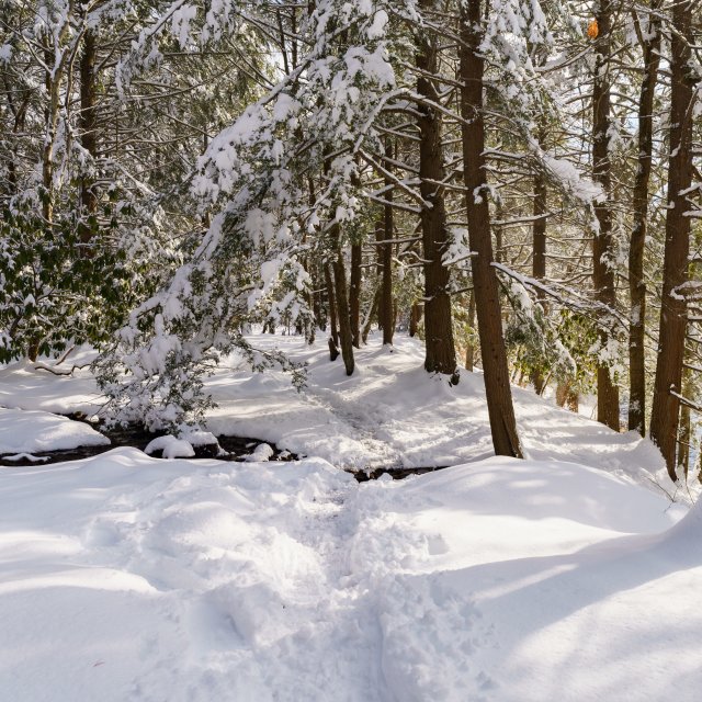 Hiking Winter Austin T Blakeslee Nature Area 13 PoconoMtns