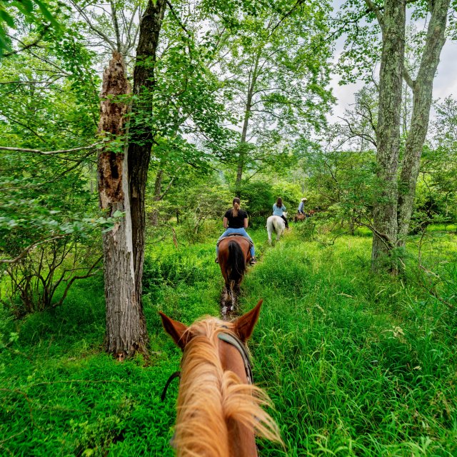 A group riding on horseback.