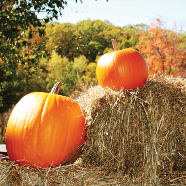 Pumpkin Picking in the Pocono Mountains