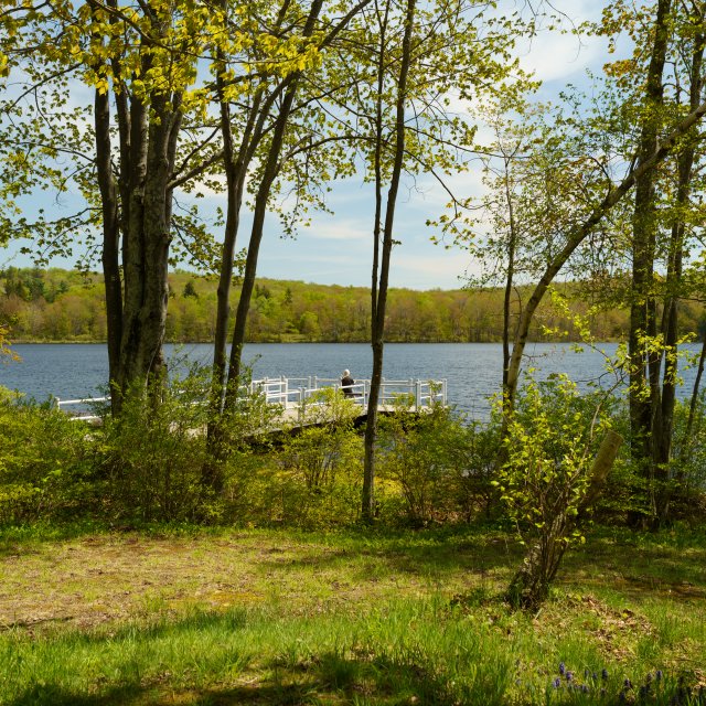 A view of the water through the trees at Gouldsboro State Park.