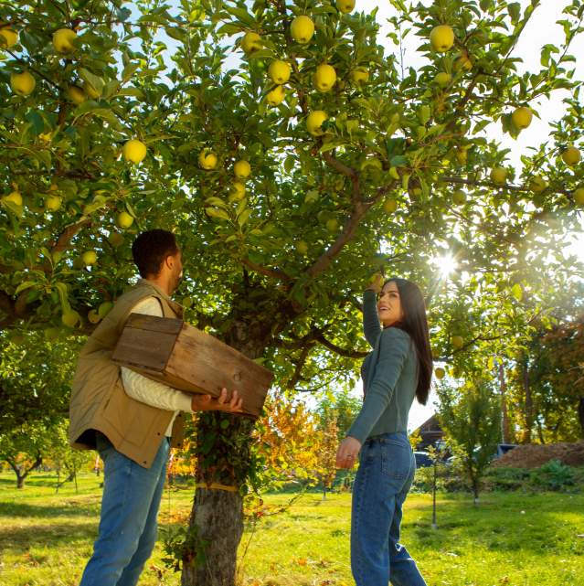 Couple_Fruit_Picking_in_an_Orchard