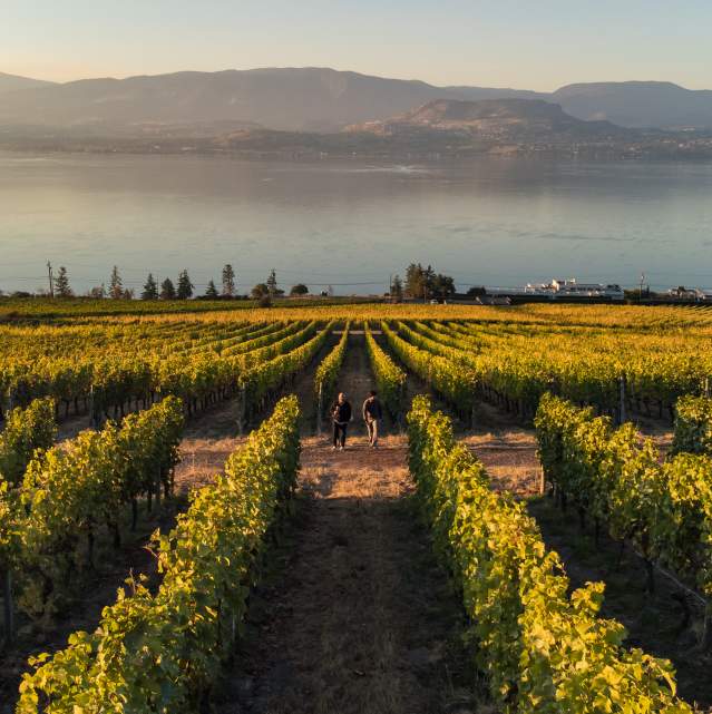 CedarCreek_Estate_Winery_Vineyards_in_Fall_Aerial_1_