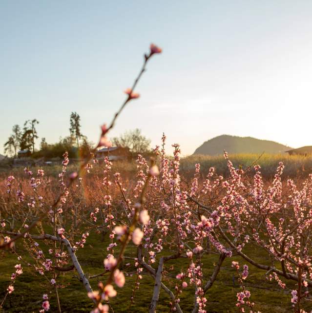 Orchard_of_Pink_Blossoms_at_Sunset_with_Hills_in_the_Background