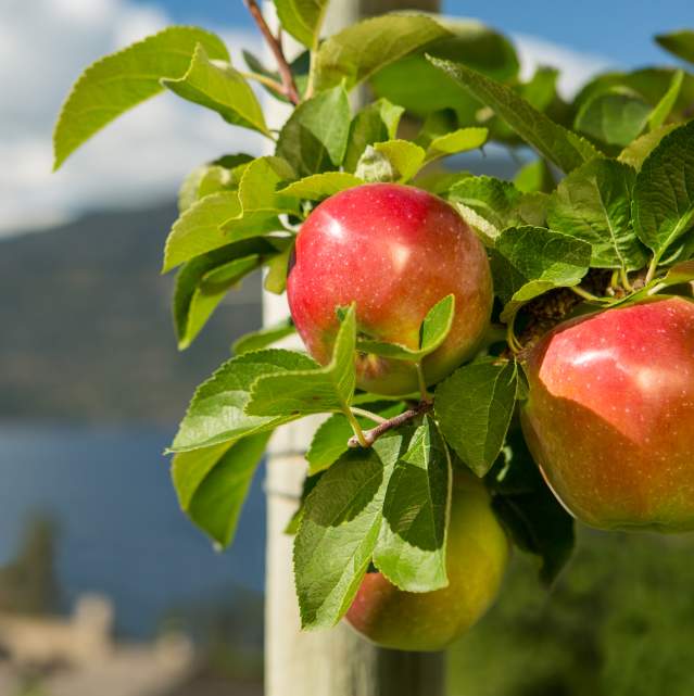 Apple Tree
