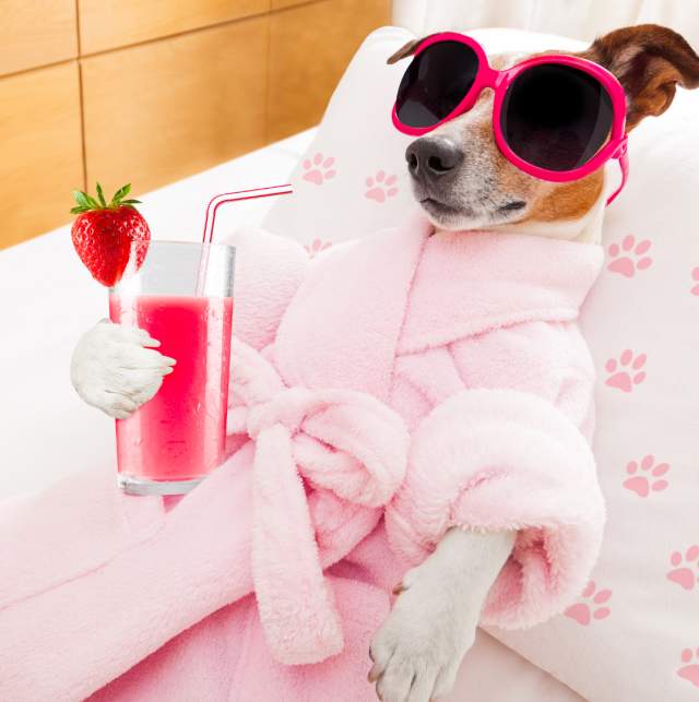 Spas Doggie