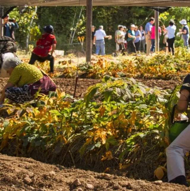 Ginseng harvest