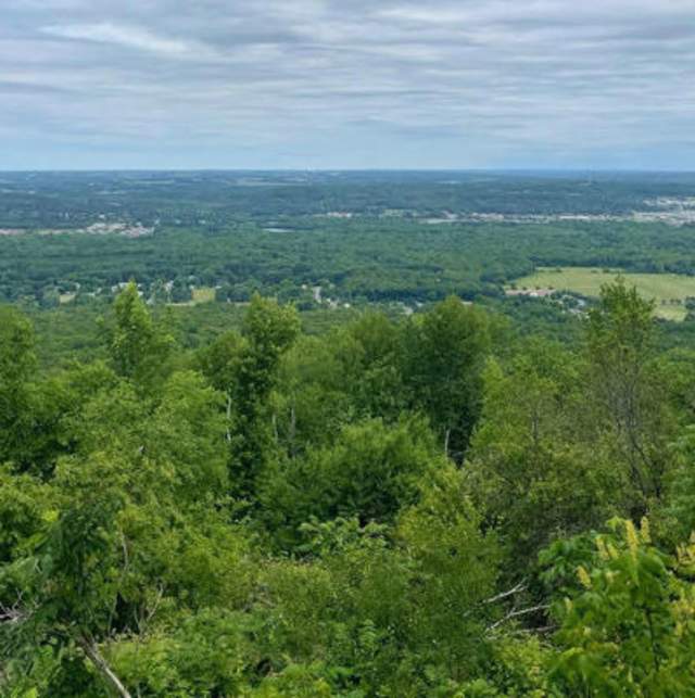 view of forests